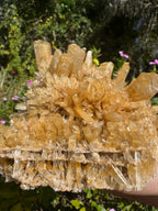 Selenite ‘Gypsum’ Natural Specimen