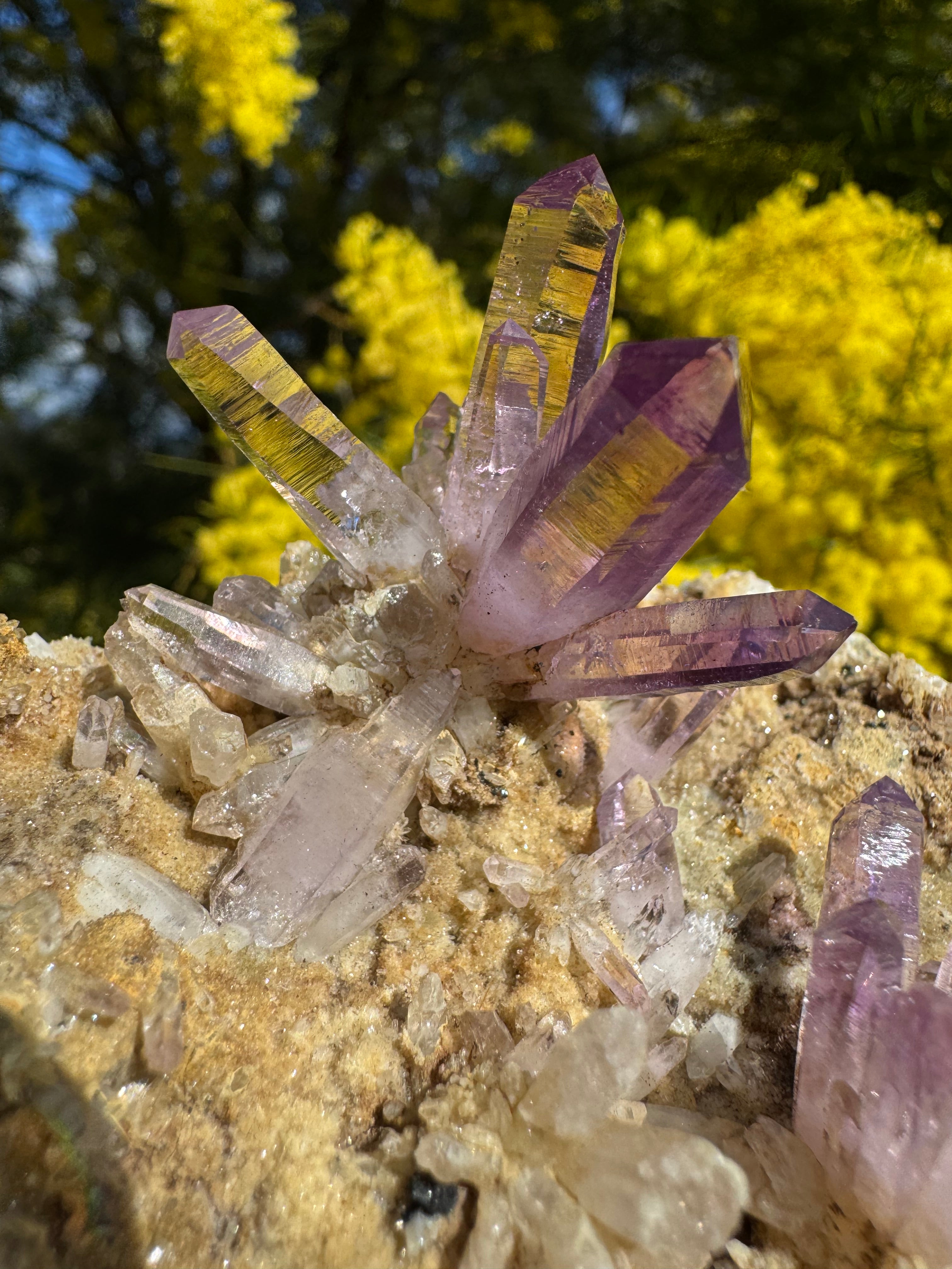 Vera Cruz Amethyst ‘Flower’ Specimen