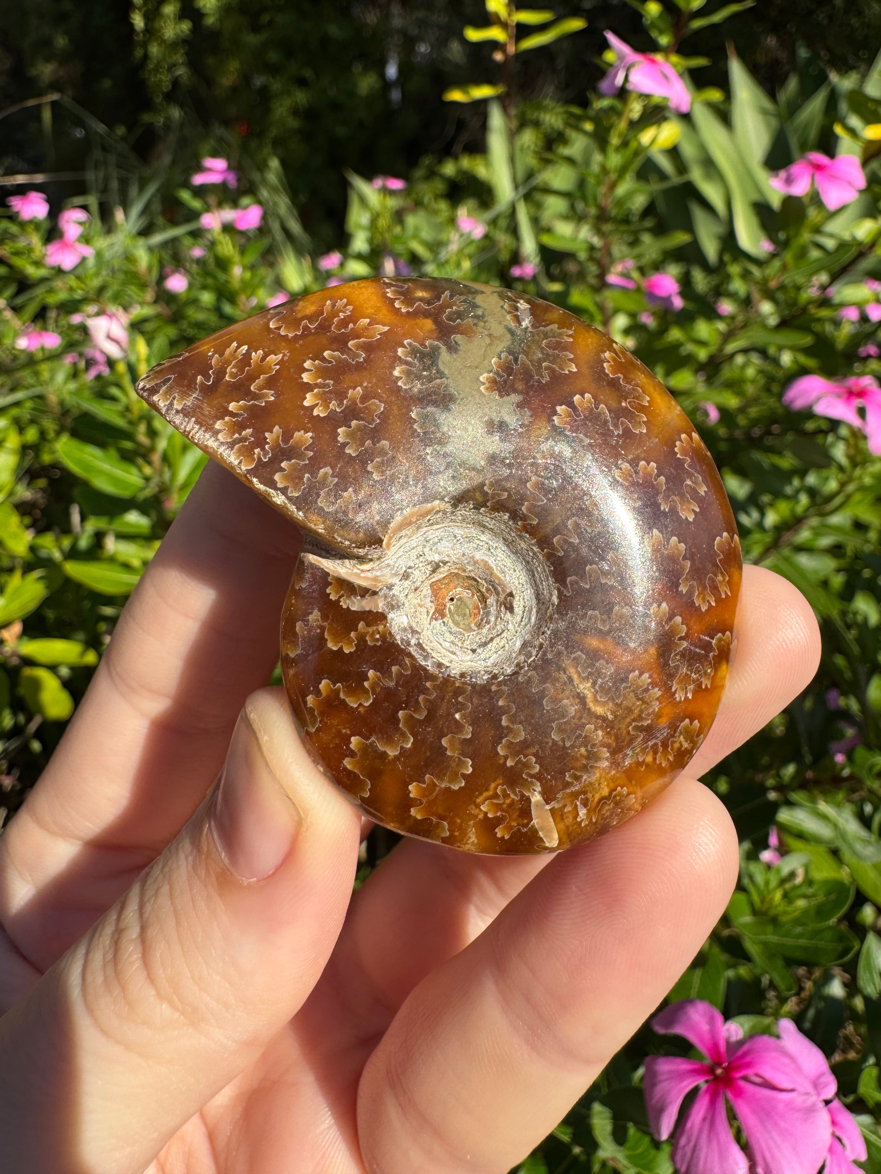 Opalised Ammonite Fossil - Dendritic