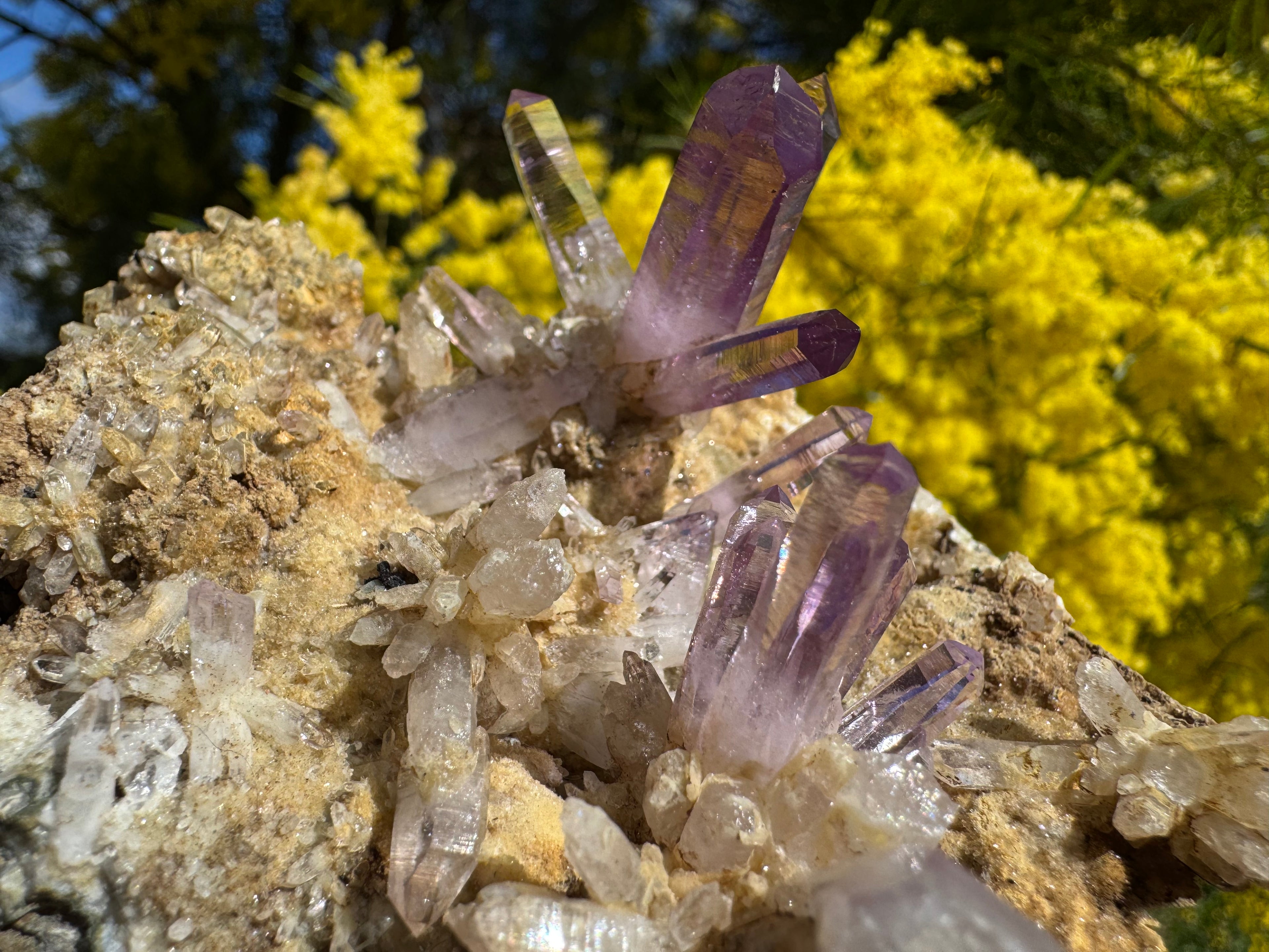 Vera Cruz Amethyst ‘Flower’ Specimen