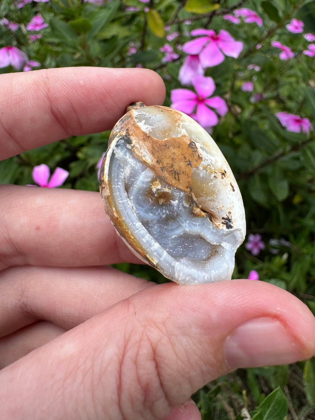 Spiralite ‘Gastropod’ Fossil