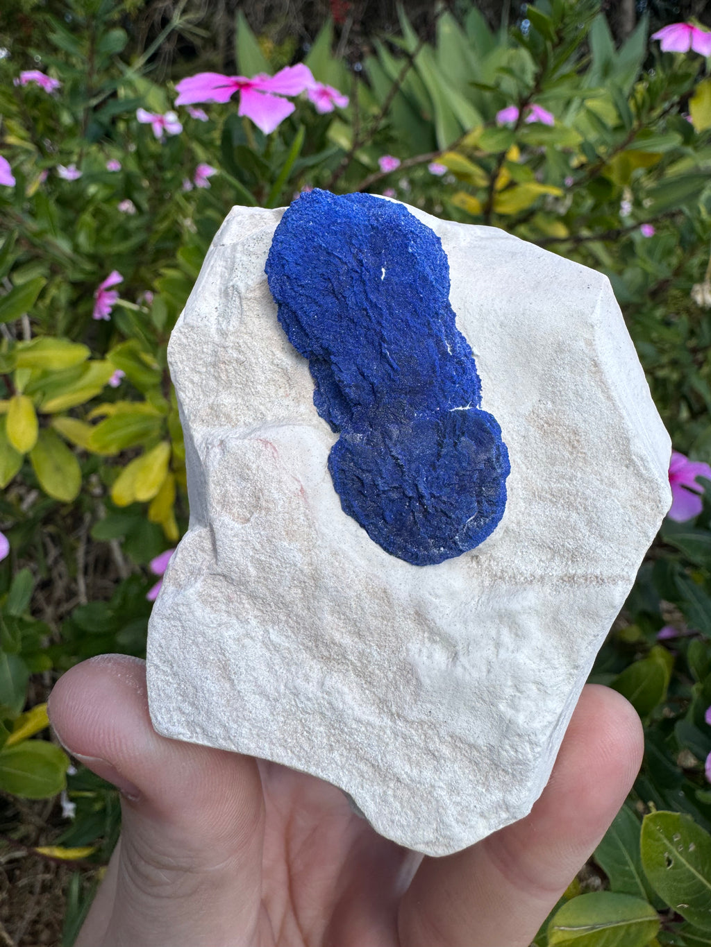 Azurite Sun on Kaolinite Matrix Specimen