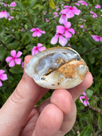 Spiralite ‘Gastropod’ Fossil