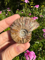 Opalised Ammonite Fossil - Red Flash