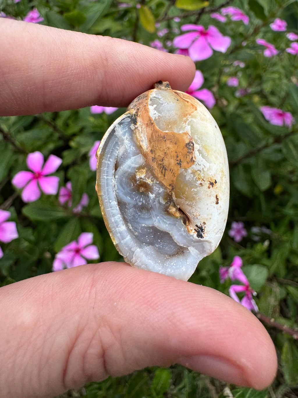 Spiralite ‘Gastropod’ Fossil