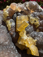 Golden Barite With Botryoidal Chocolate Calcite Specimen | 1.6kg