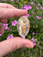 Spiralite ‘Gastropod’ Fossil