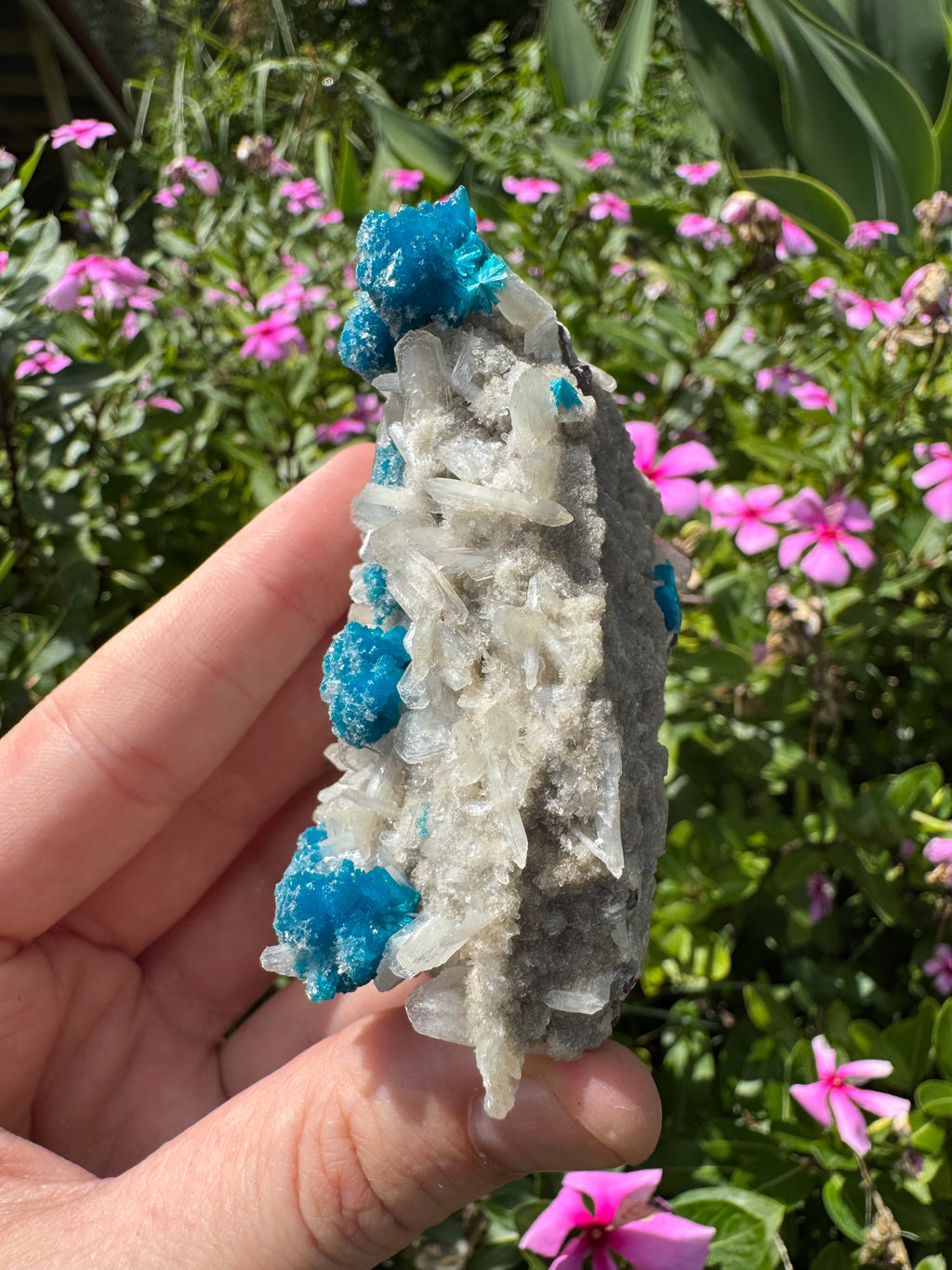 Cavansite On Zeolite Mineral Specimen
