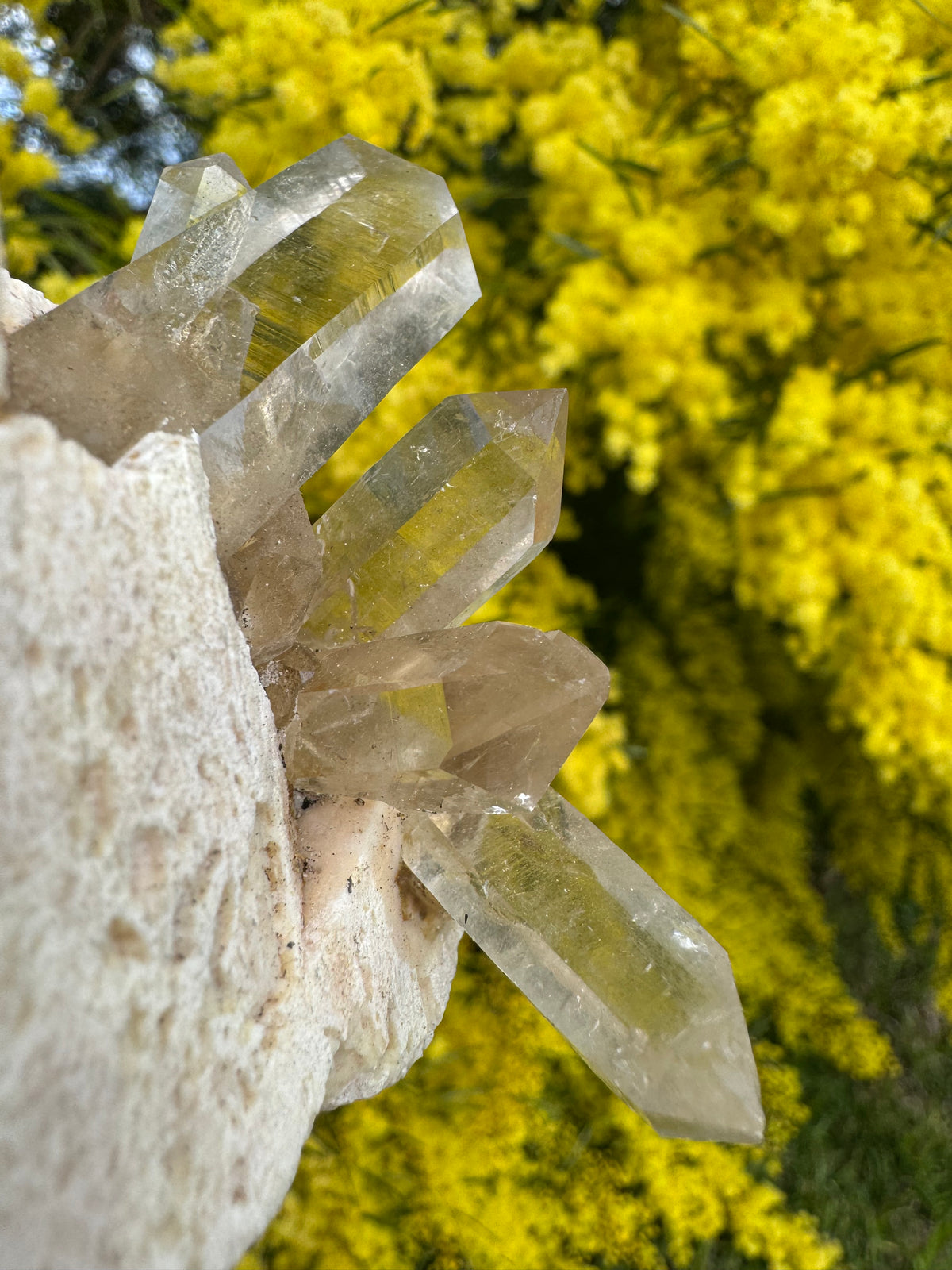 Himalayan Rutile-Included Citrine Quartz Cluster on Matrix
