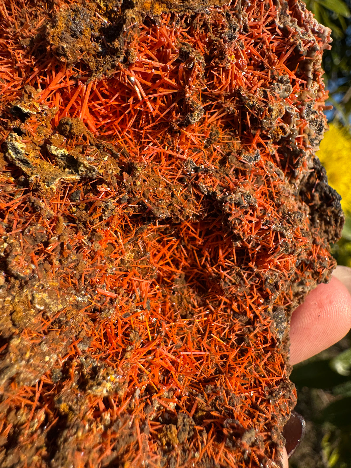 Crocoite Specimen | Tasmania