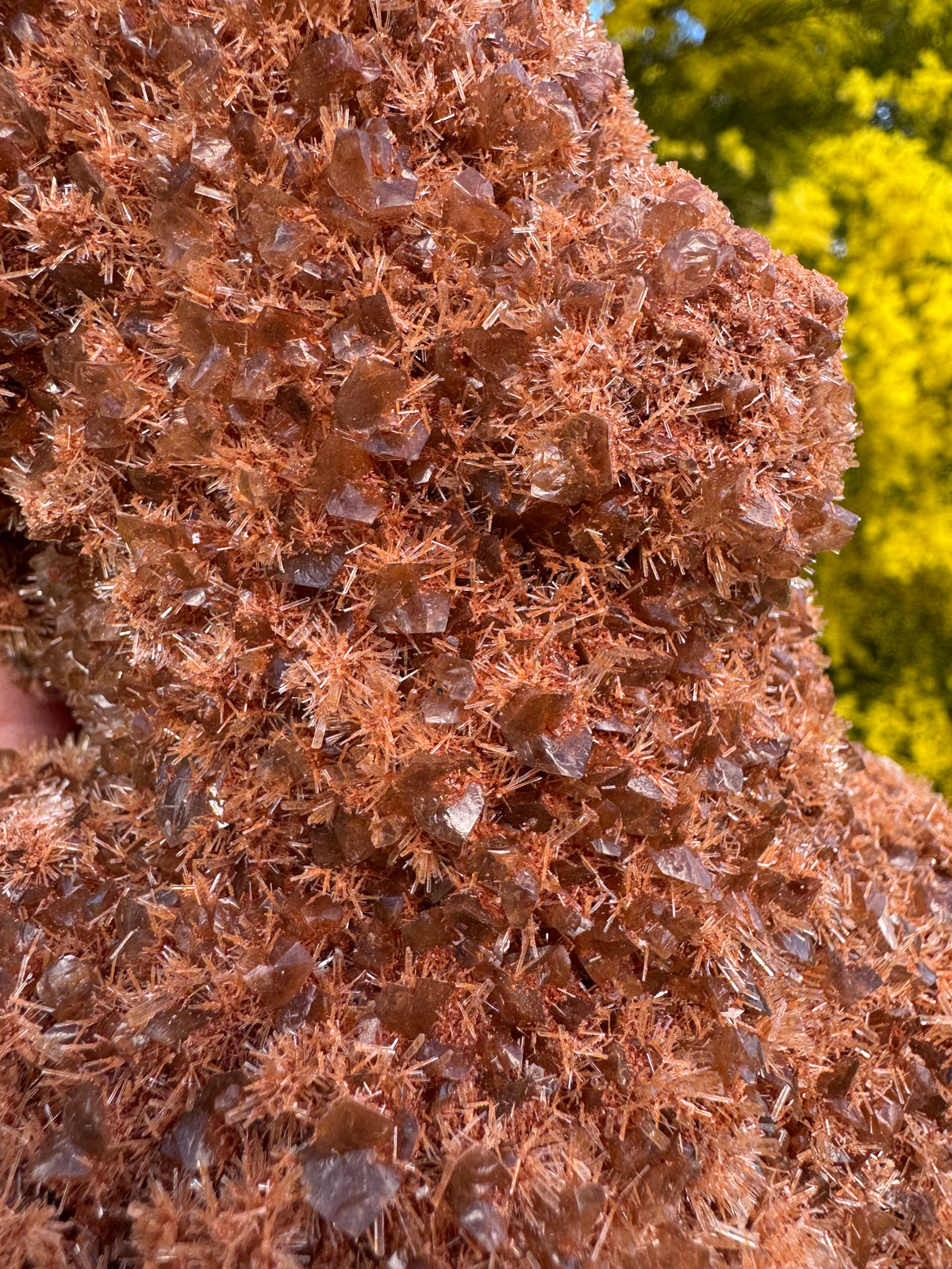 Red Selenite ‘Gypsum’ Specimen - Port Hedland