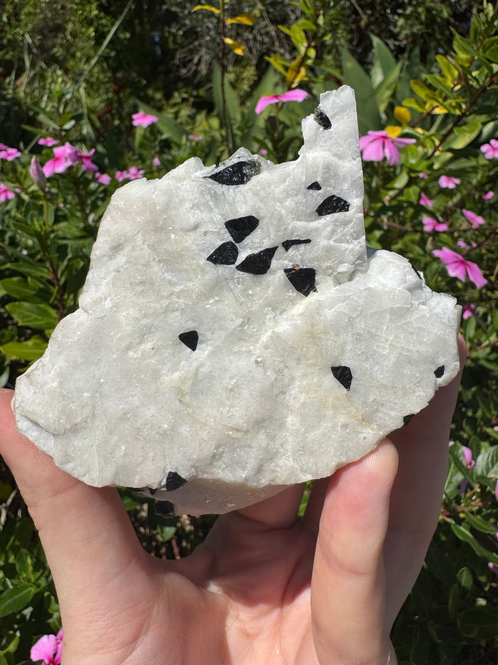 Black Tourmaline in Quartz Specimen
