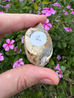 Spiralite ‘Gastropod’ Fossil