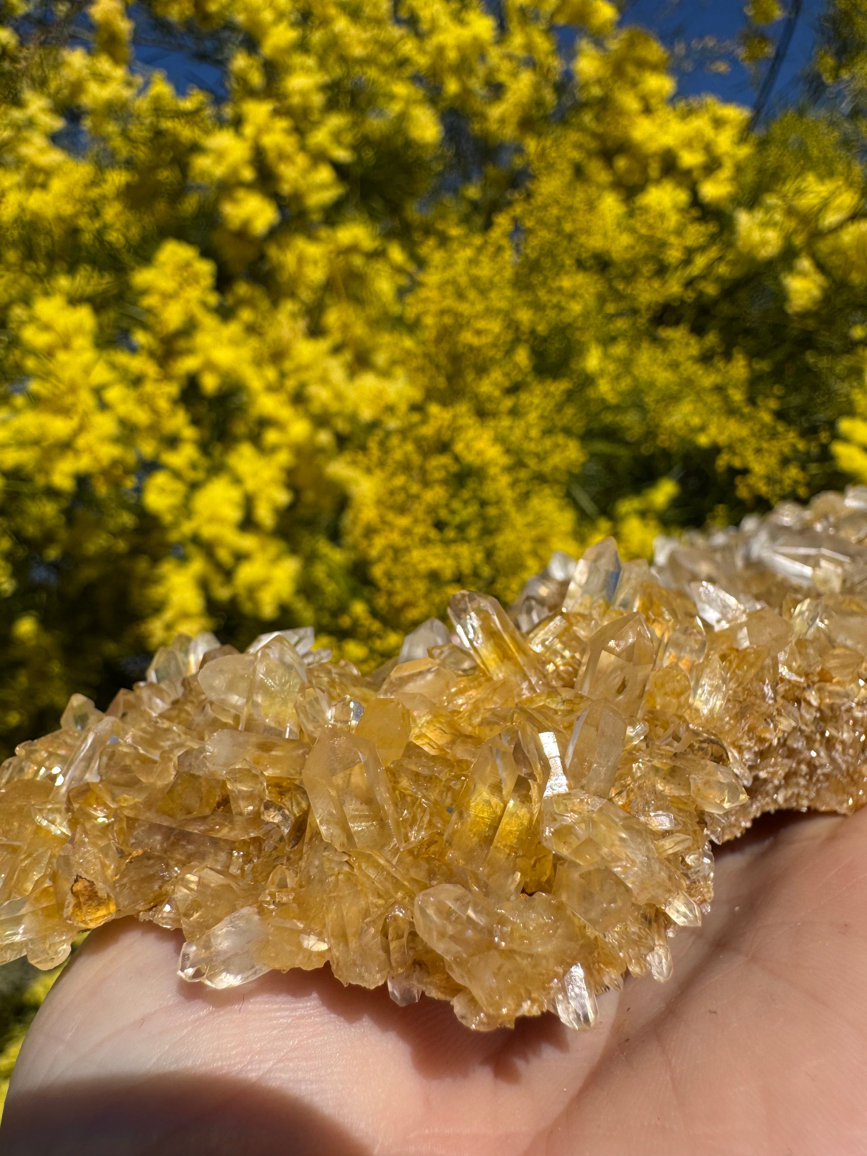 Golden Healer Quartz Floater Cluster with Multiple DT Crystals - High Quality