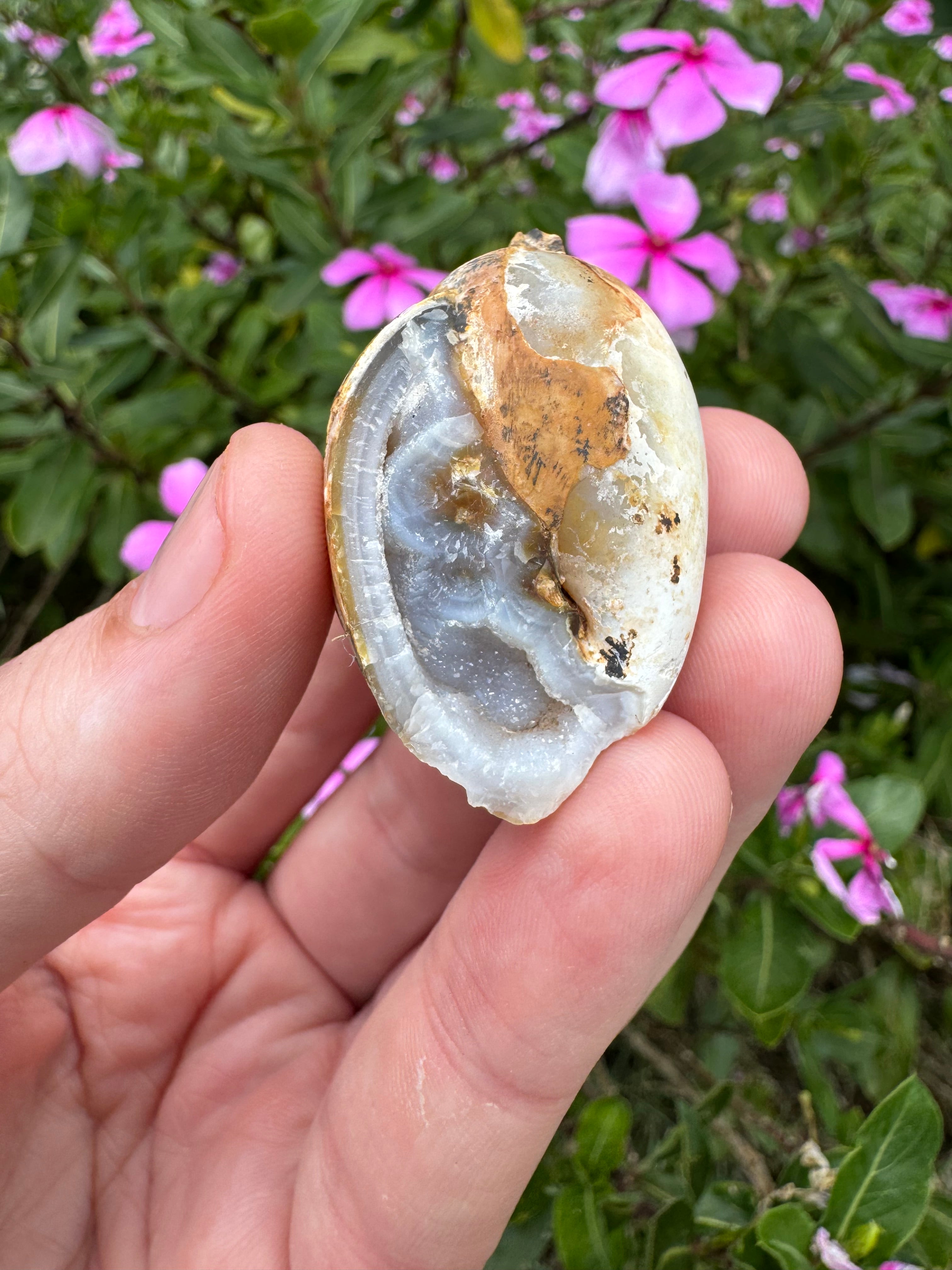 Spiralite ‘Gastropod’ Fossil