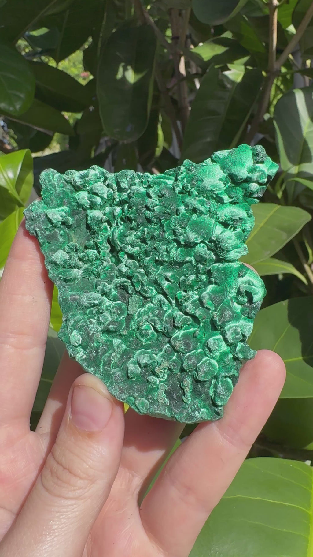Malachite ‘Fibrous’ Specimen