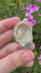 Spiralite ‘Gastropod’ Fossil