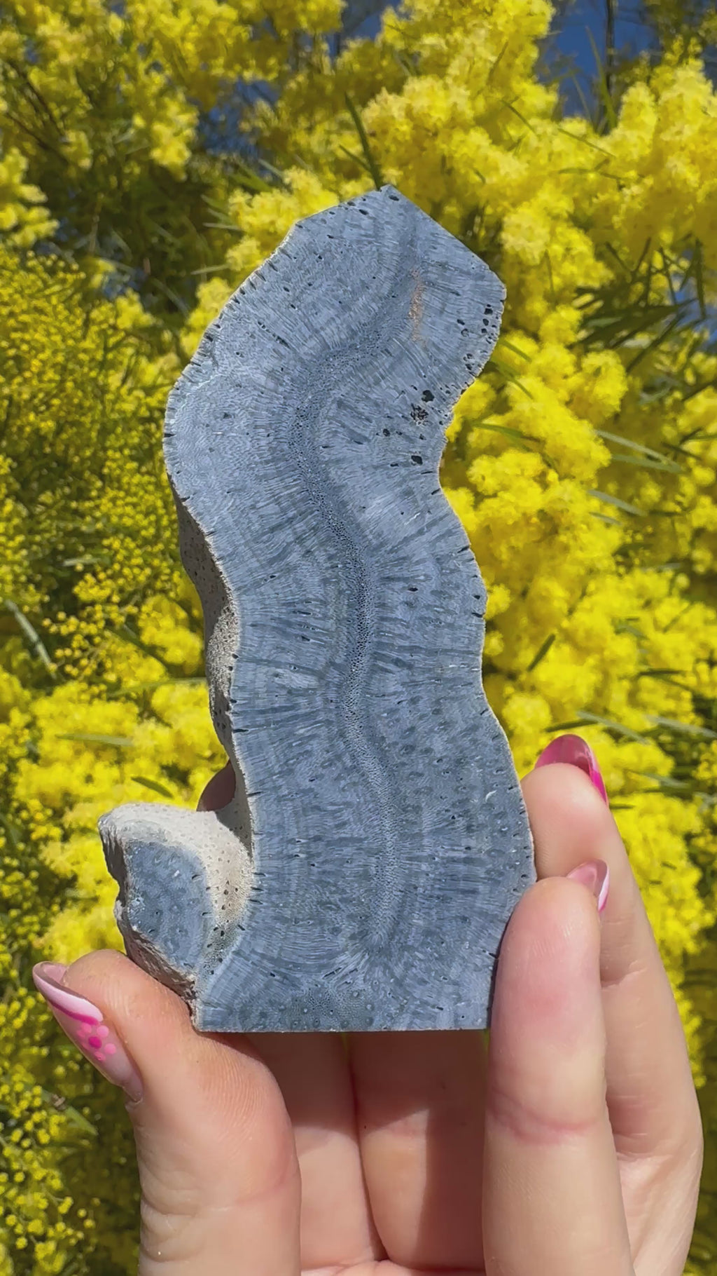 Blue Lace Agate Coral Fossil Slice
