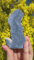 Blue Lace Agate Coral Fossil Slice