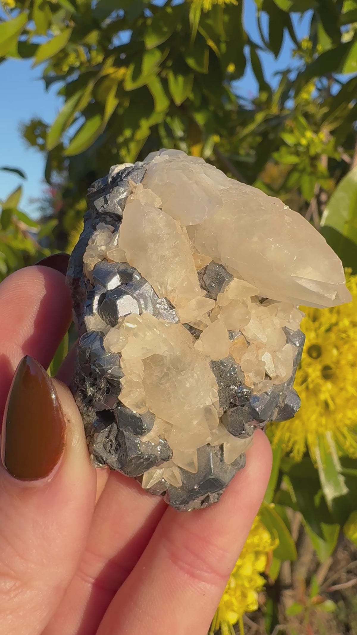 Spécimen de calcite en dents de chien sur matrice de galène