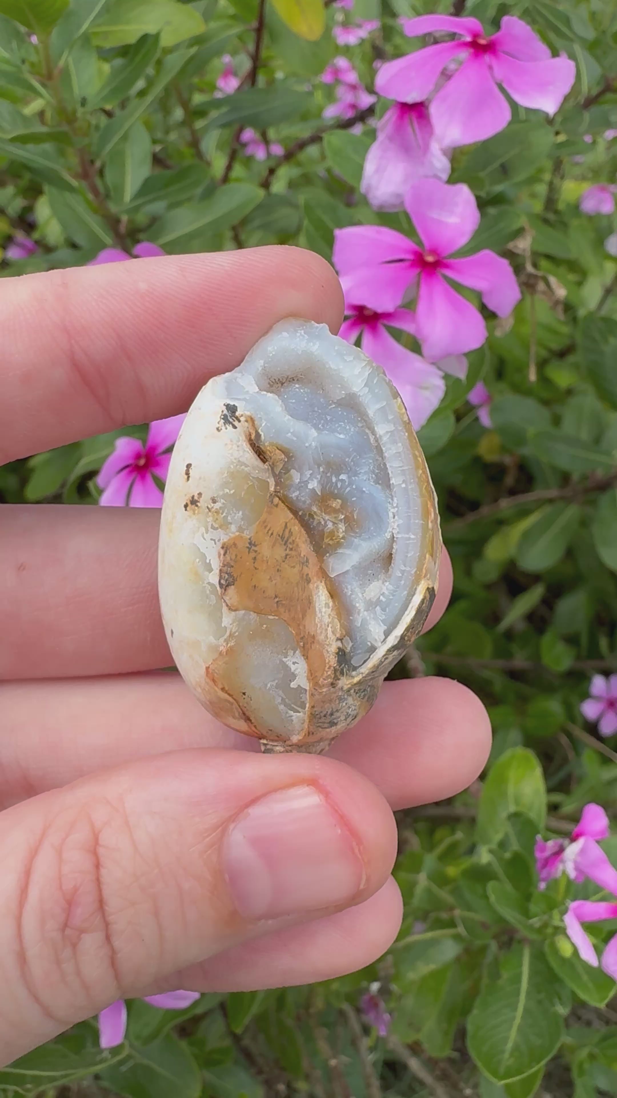 Spiralite ‘Gastropod’ Fossil