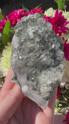 Amethyst Points With Botryoidal Green Fluorite Specimen - Brandberg