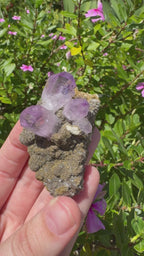 Vera Cruz Amethyst Specimen