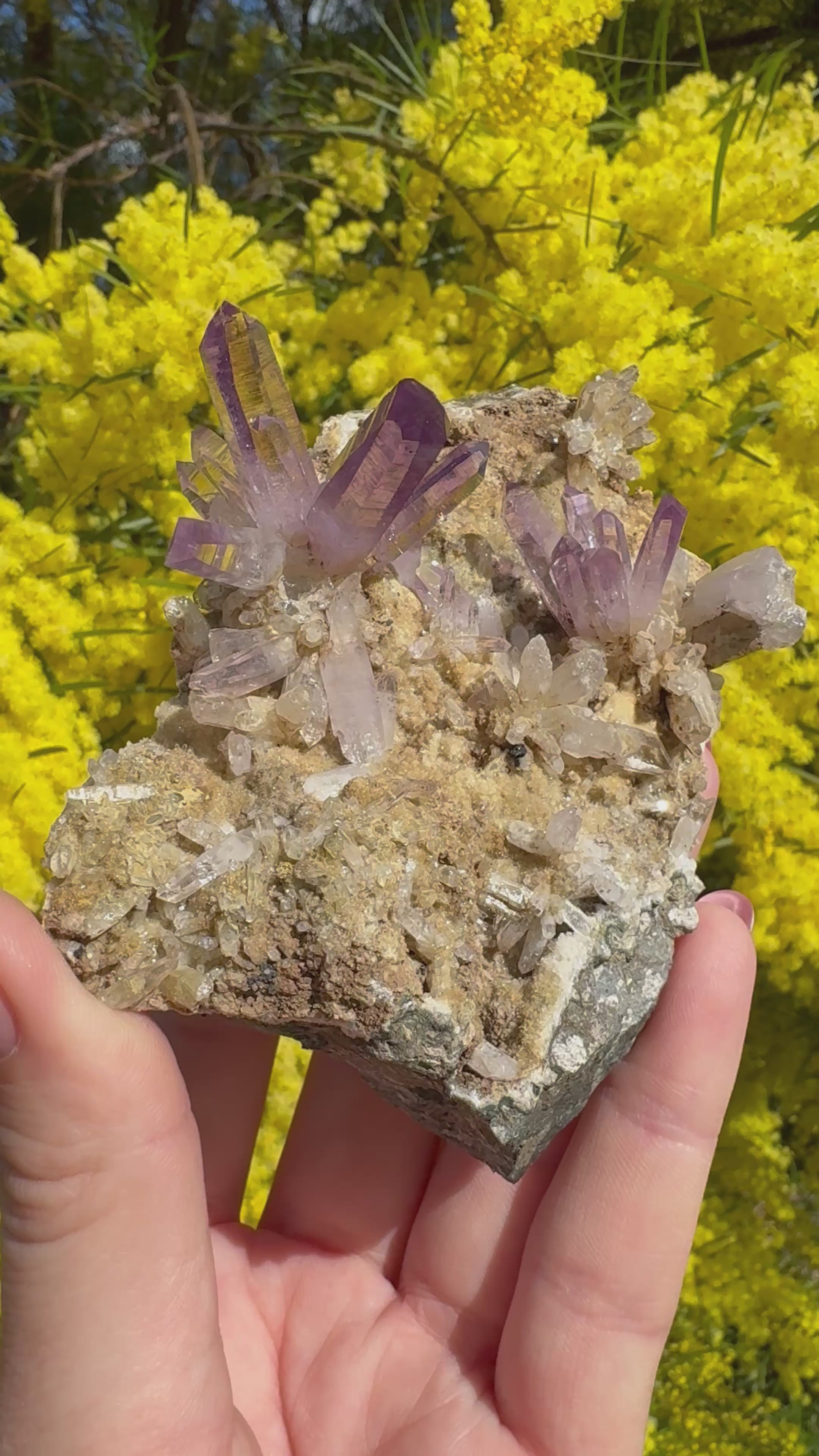 Vera Cruz Amethyst ‘Flower’ Specimen